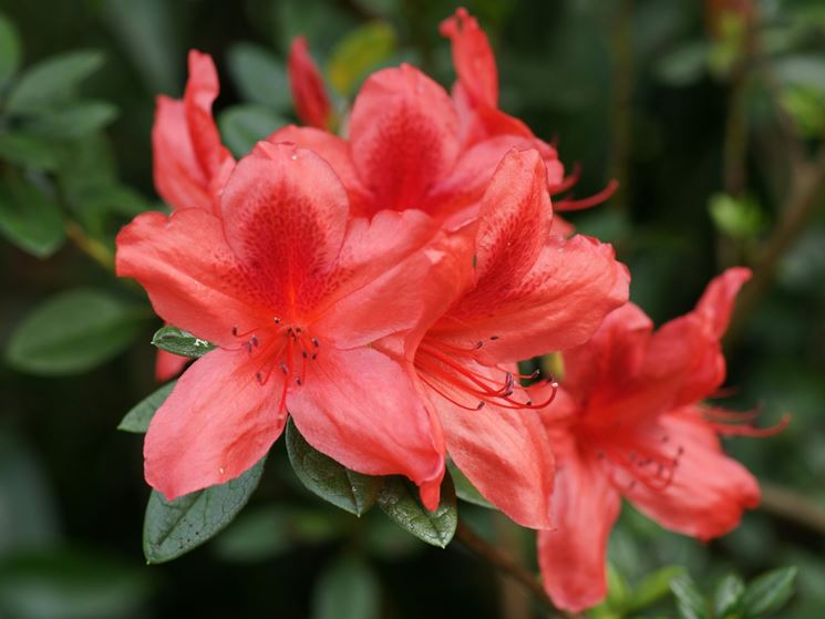 AZALEA DA BALCONE