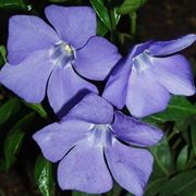 piante da balcone perenni