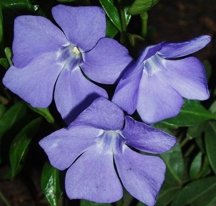 pervinca