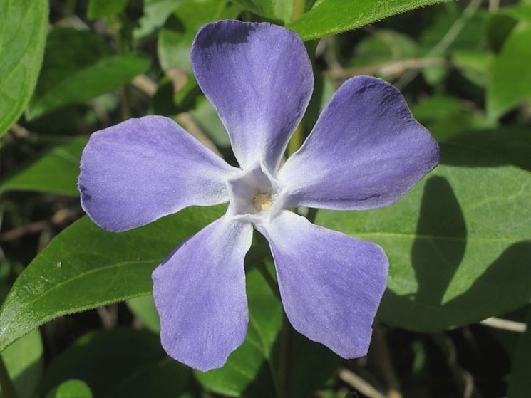 vinca