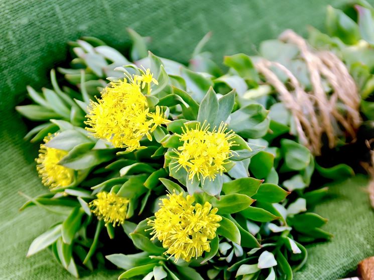 Rhodiola rosea