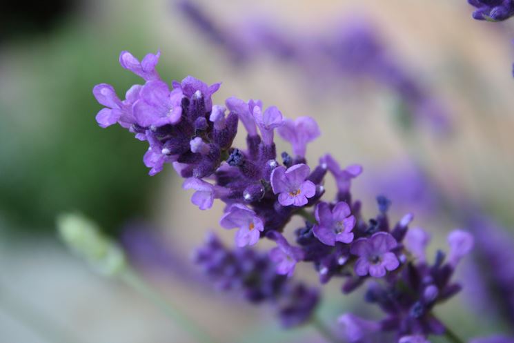 lavanda