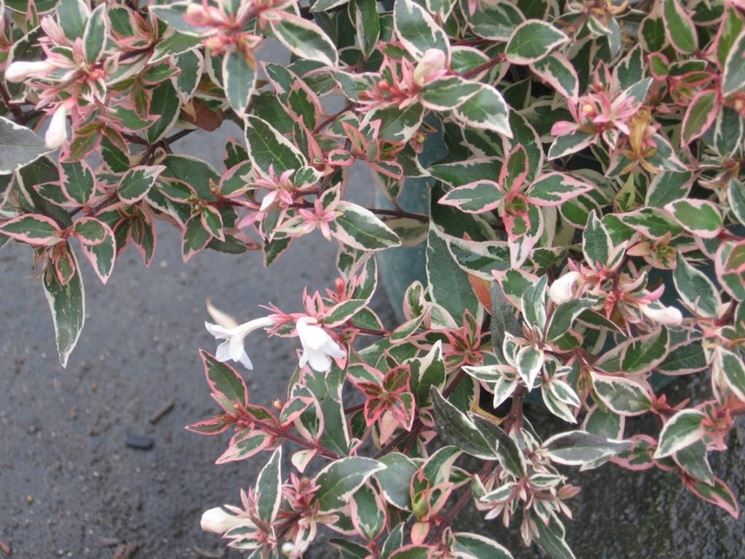 abelia