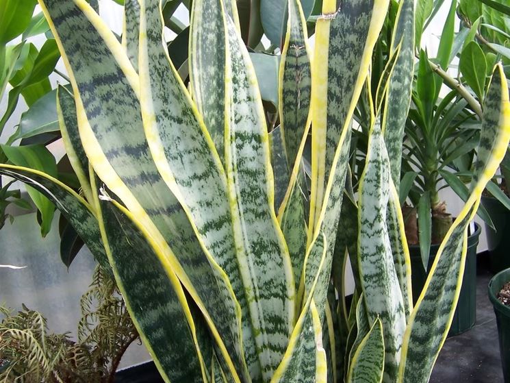 sanseveria