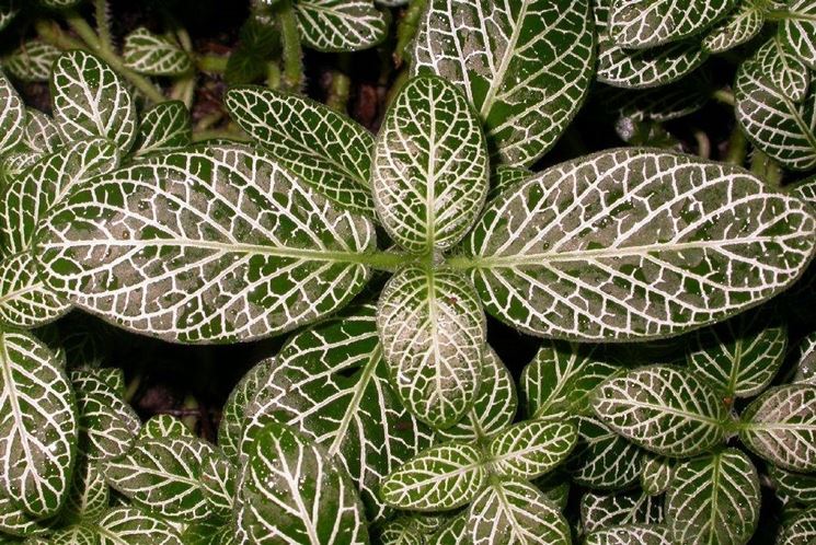 fittonia