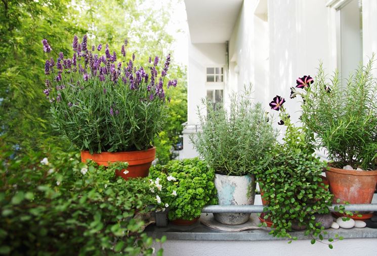 12 Piante fiorite da esterno per abbellire il giardino o il terrazzo