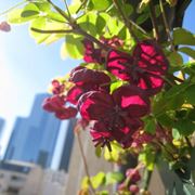 fiori su balcone