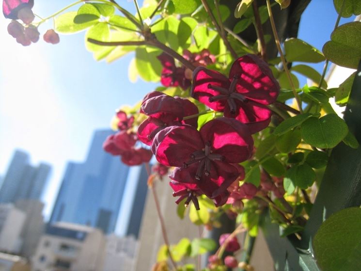 fiori su balcone