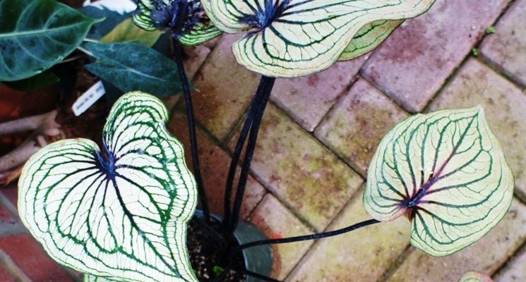 caladium