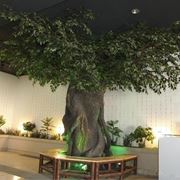 ficus finto