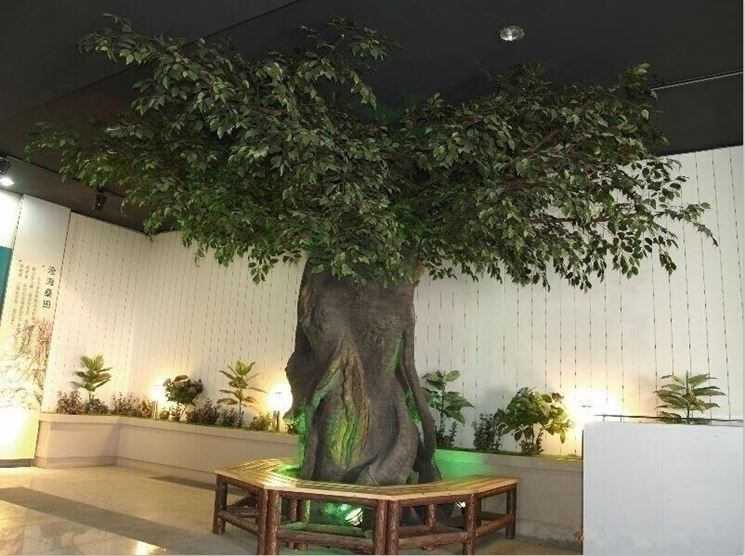 ficus finto