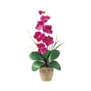 orchidee finte