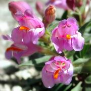 Set 70 Steli Di Piante Artificiali FOTEEWL - Eucalipto, Felci, Fiori Bianchi Per Bouquet E Decorazioni Fai Da Te