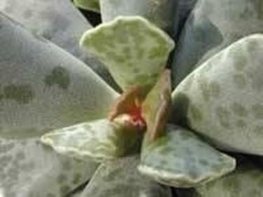 adromischus