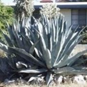 Agave americana