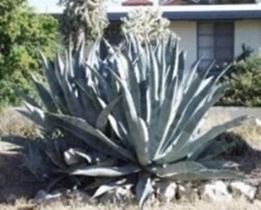 Agave americana