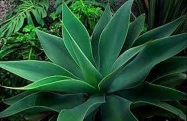 aloe