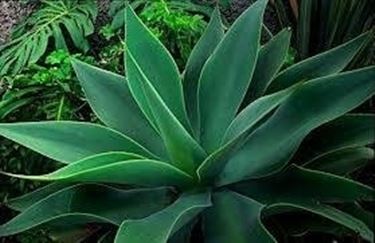 aloe