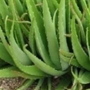 aloe