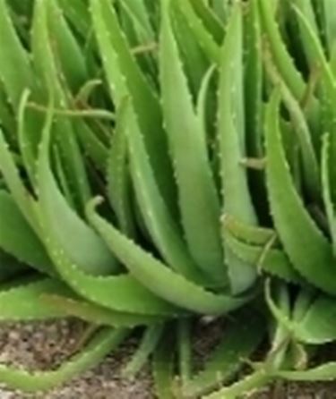 aloe