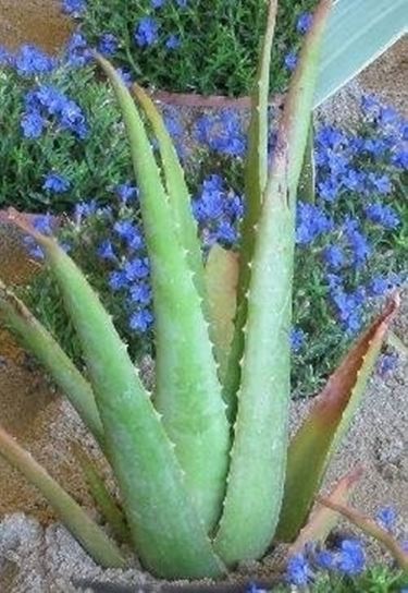 Aloe vera