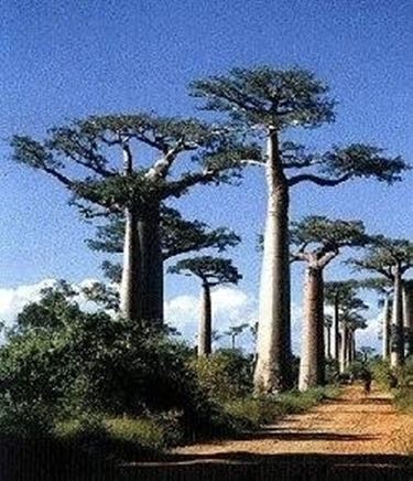 Baobab