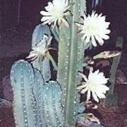 cactus malato