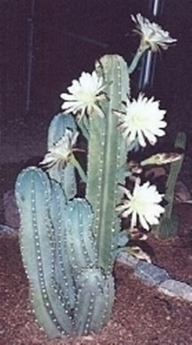 cactus malato