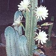 Cereus