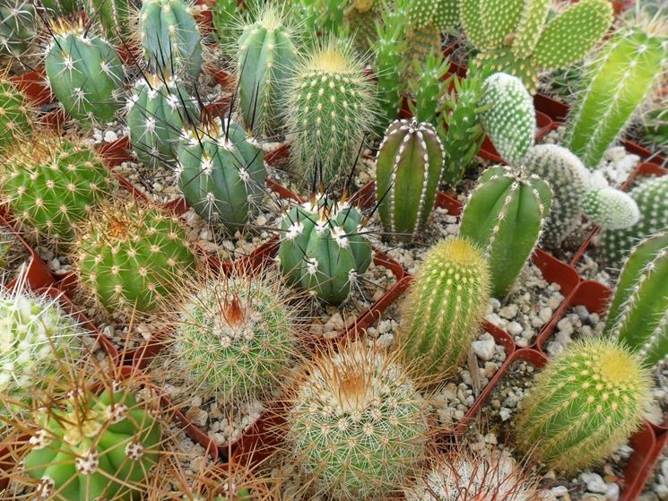 cactus