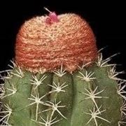 Melocactus