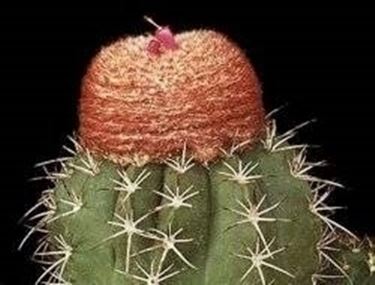 Melocactus