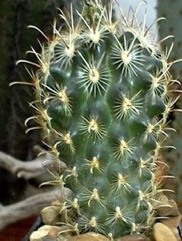 Piccolo cactus
