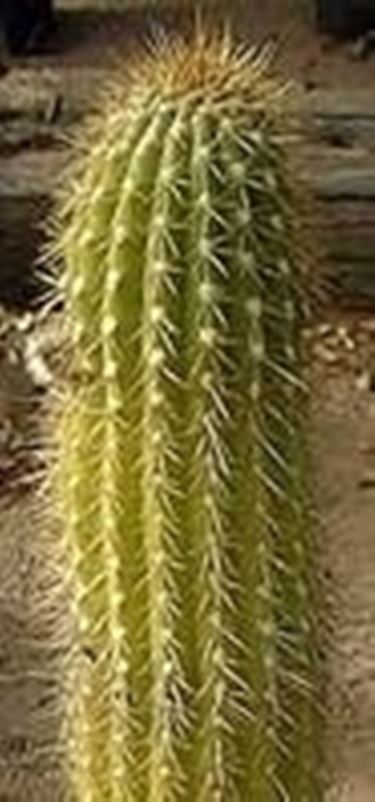 Cactus