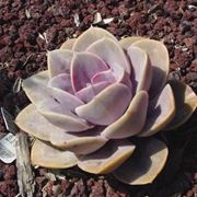 Astrophytum