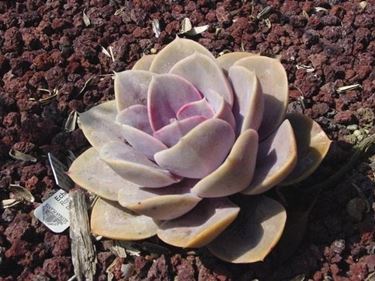 Astrophytum