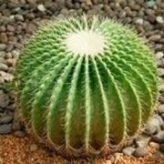 echinocactus