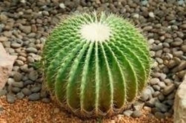 echinocactus