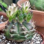 Gymnocalycium