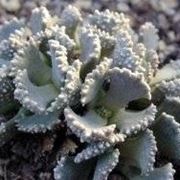 Aloinopsis