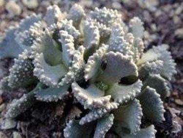 Aloinopsis