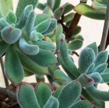 crassula