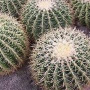 Echinocactus grusonii