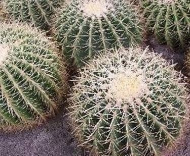 Echinocactus grusonii