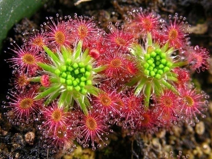 Drosera