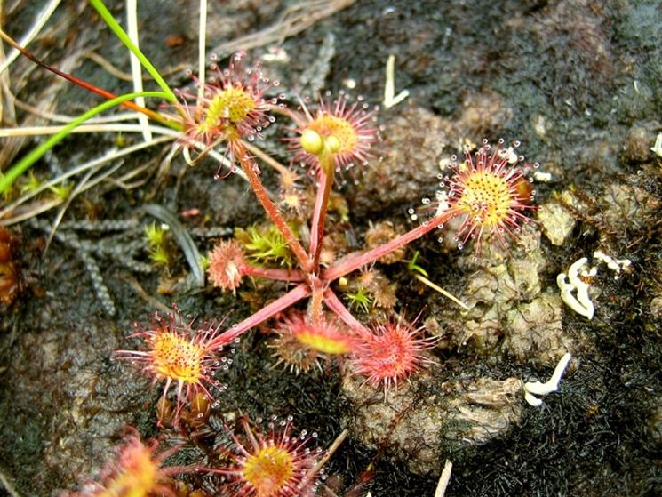 drosera rotundifolia