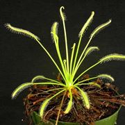 drosera
