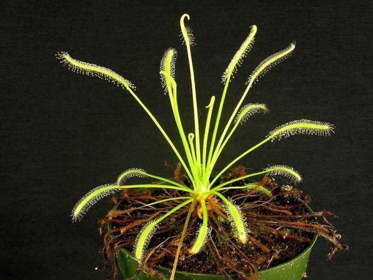 drosera