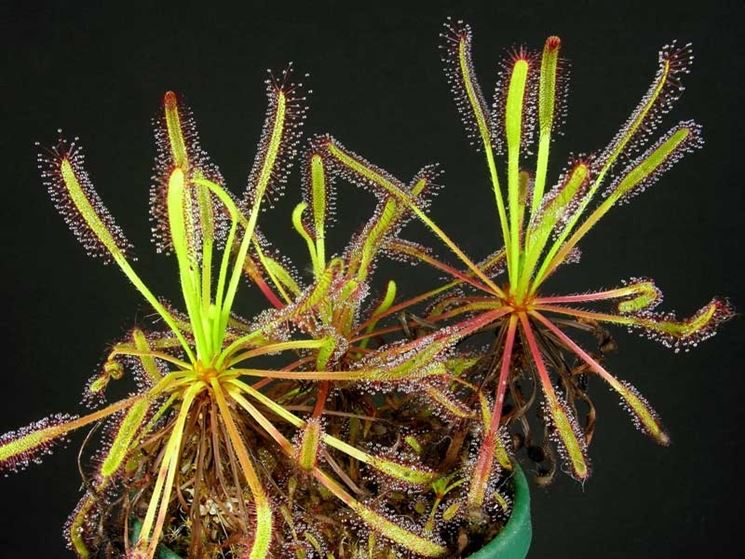 drosera