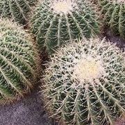 Echinocactus